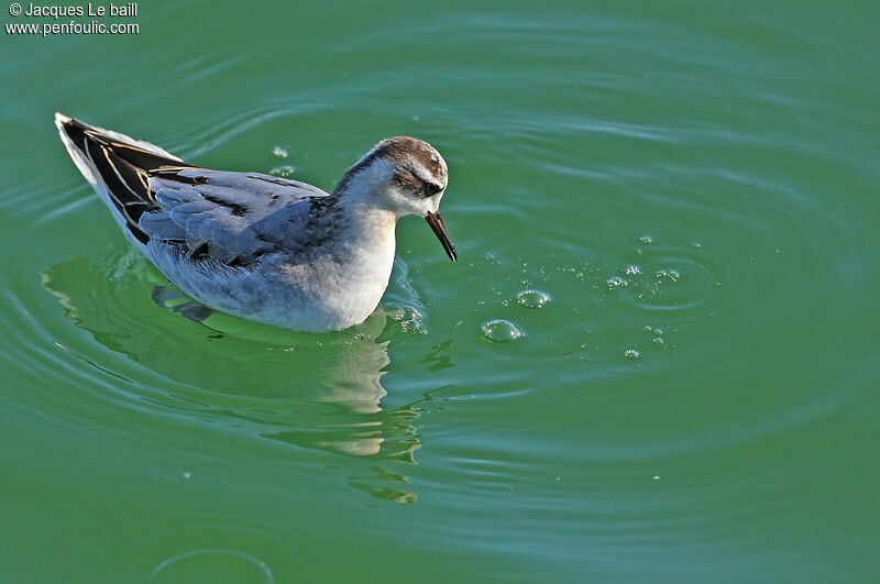 Phalarope à bec large