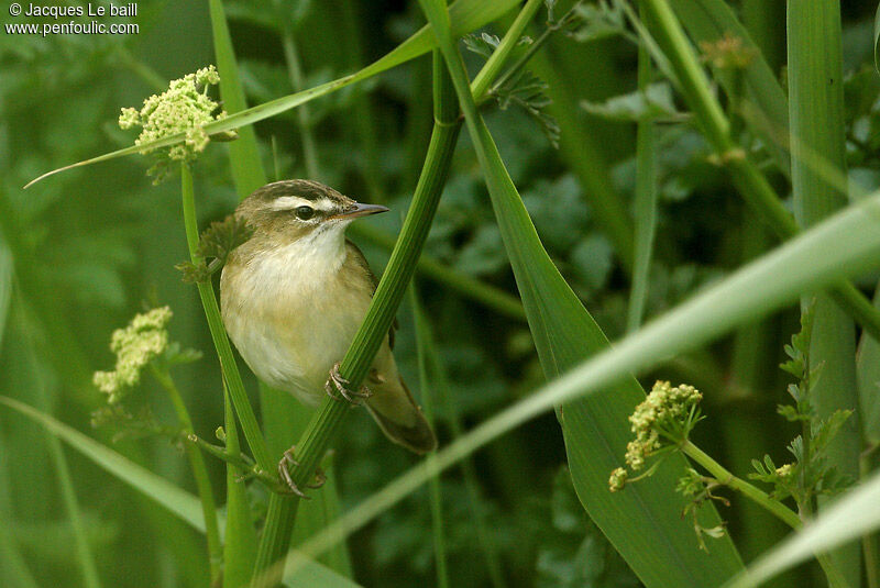 Sedge Warbler