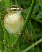 Sedge Warbler