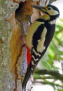 Great Spotted Woodpecker