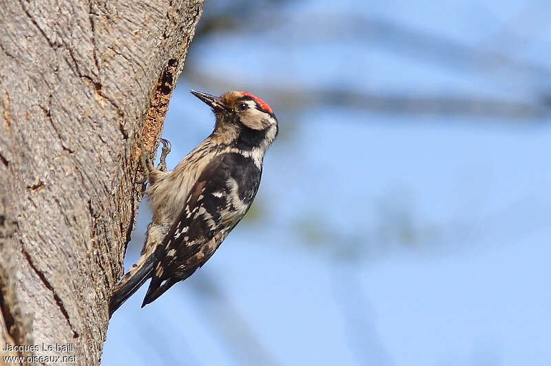 Lesser Spotted Woodpecker male adult, identification