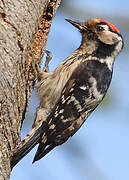 Lesser Spotted Woodpecker