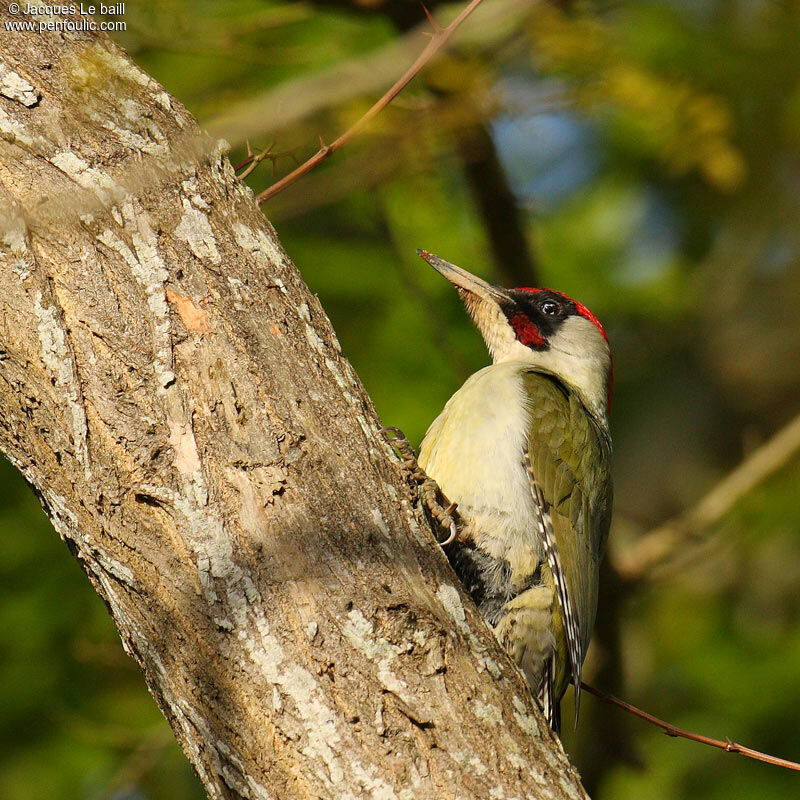 European Green Woodpecker