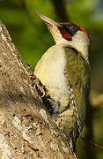 European Green Woodpecker