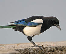 Eurasian Magpie