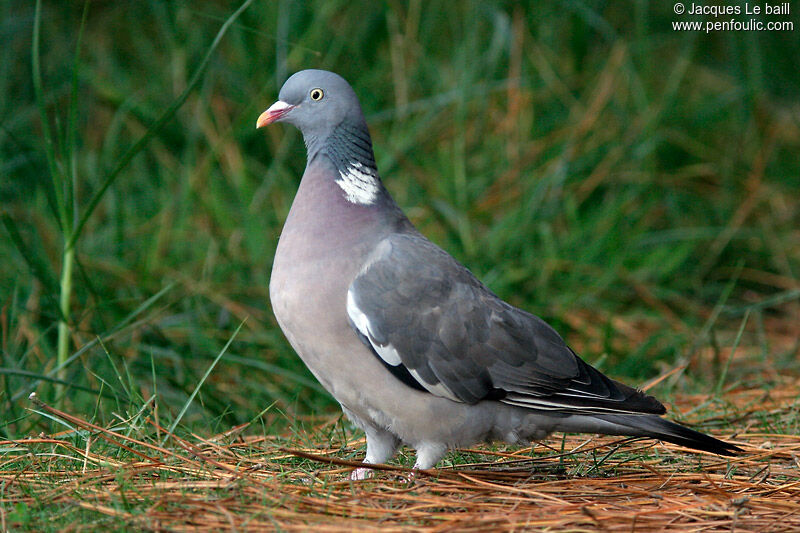 Pigeon ramier, identification