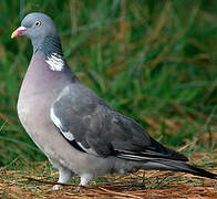 Common Wood Pigeon