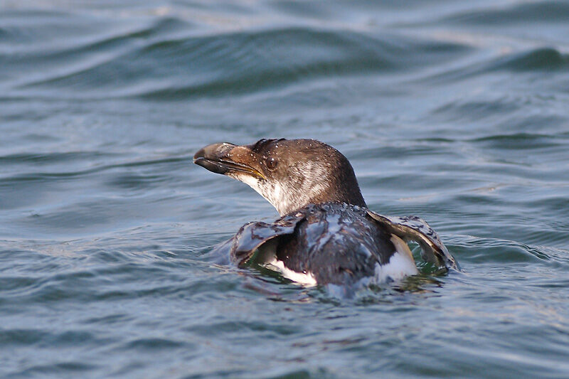 Pingouin torda