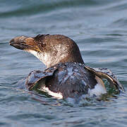 Razorbill