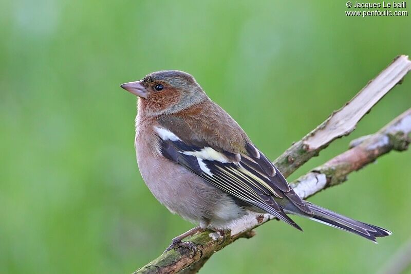 Common Chaffinch male