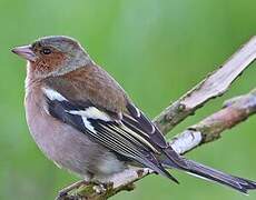 Eurasian Chaffinch