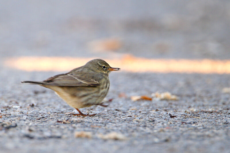 Meadow Pipit