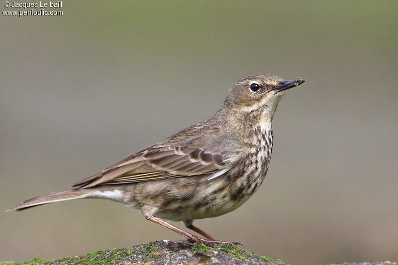 Pipit maritime, identification