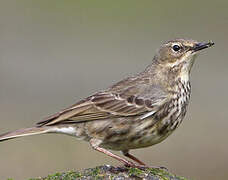 Eurasian Rock Pipit