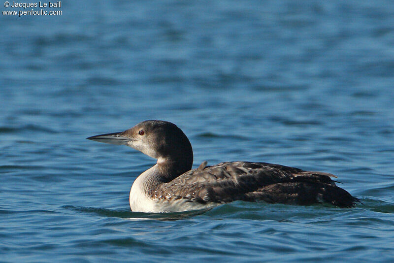 Common Loon