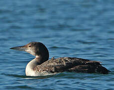 Common Loon