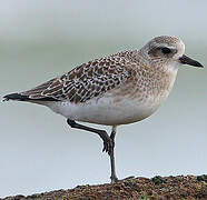 Grey Plover