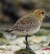 European Golden Plover