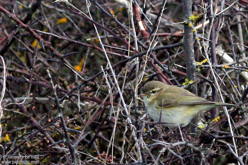 Common Chiffchaff