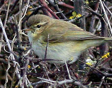 Common Chiffchaff