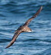 Puffin des Baléares