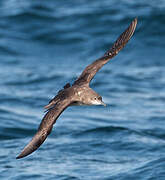 Balearic Shearwater