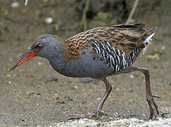 Water Rail