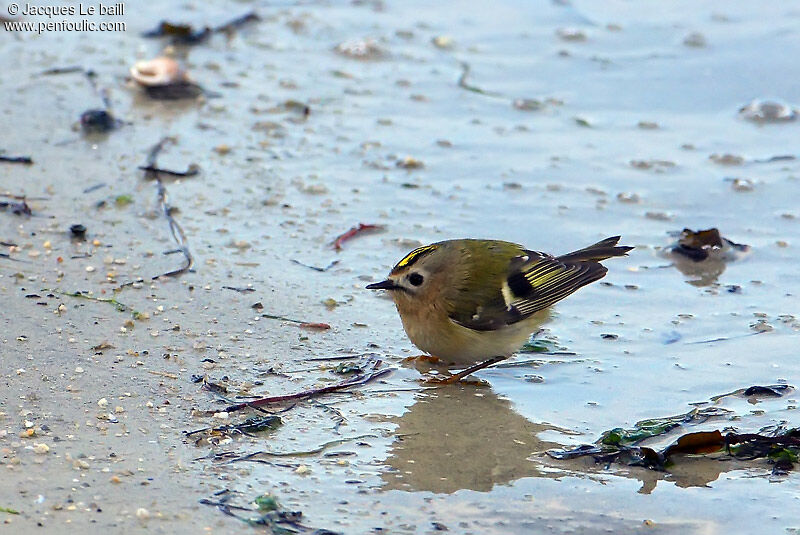 Goldcrest