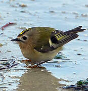 Goldcrest