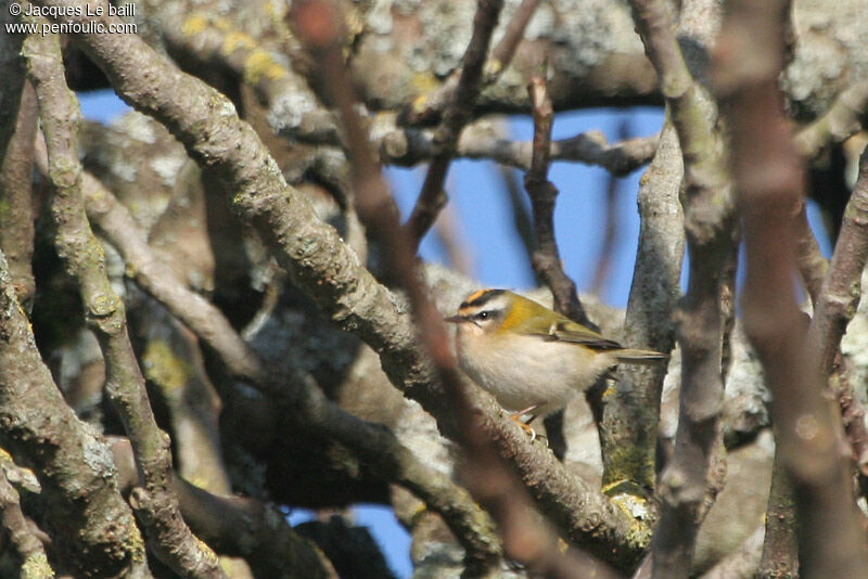 Common Firecrest