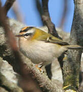 Common Firecrest