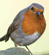 European Robin