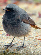 Black Redstart