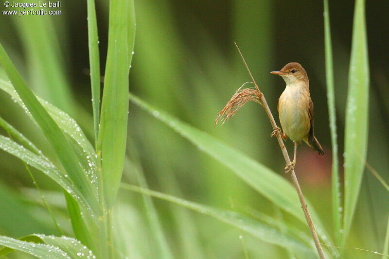 Eurasian Reed Warbler