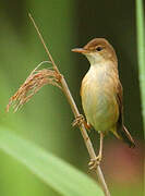 Eurasian Reed Warbler