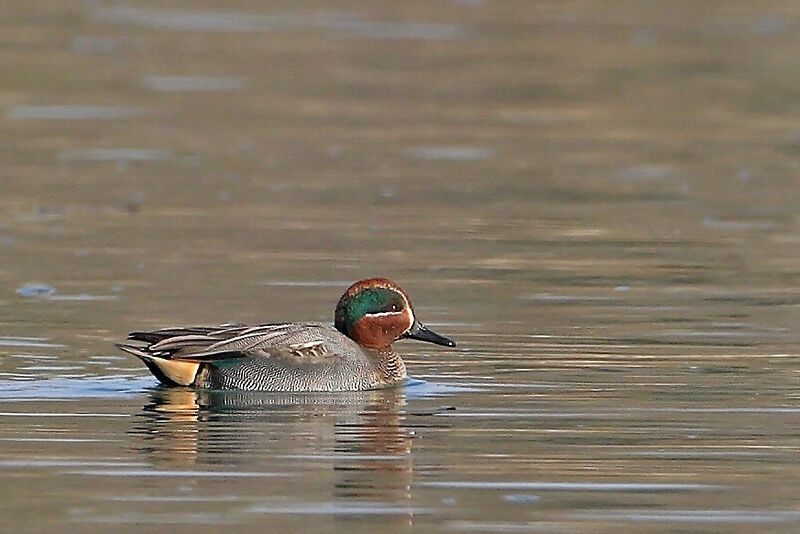 Eurasian Teal