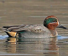 Eurasian Teal