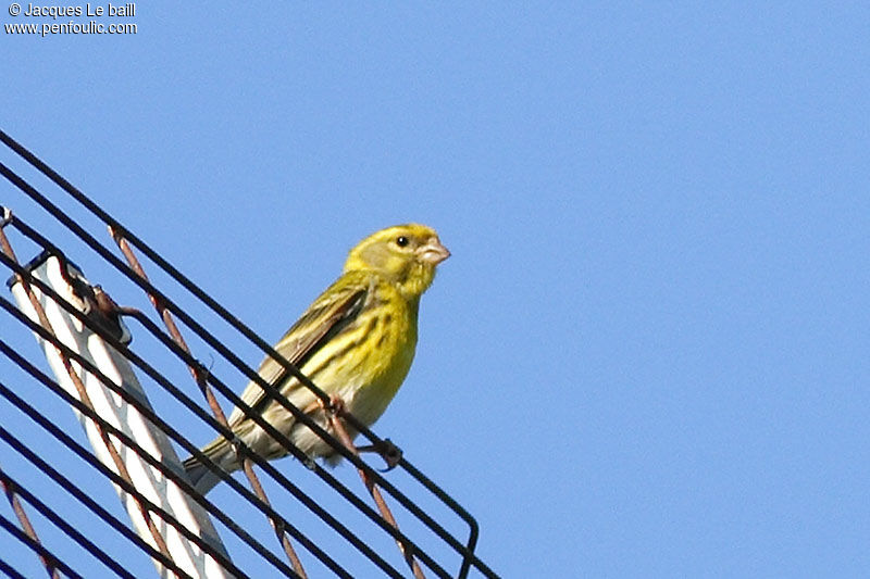 European Serin