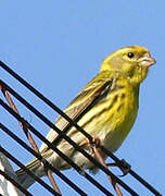 European Serin