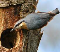 Eurasian Nuthatch