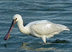 Eurasian Spoonbill