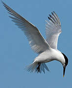 Sandwich Tern