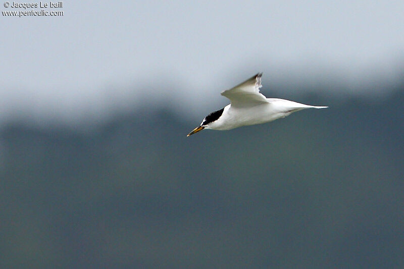 Little Tern