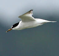 Little Tern