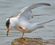 Common Tern