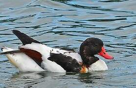 Common Shelduck