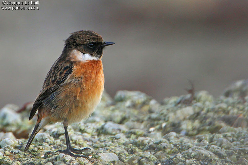 European Stonechat