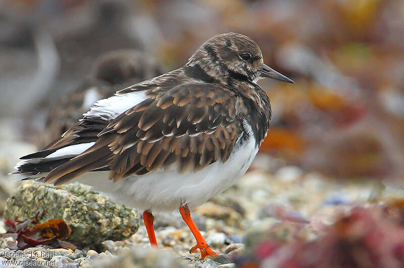 Ruddy Turnstoneadult post breeding, identification