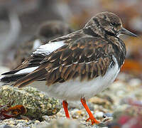 Ruddy Turnstone