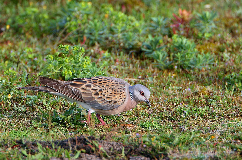 Tourterelle des bois, identification